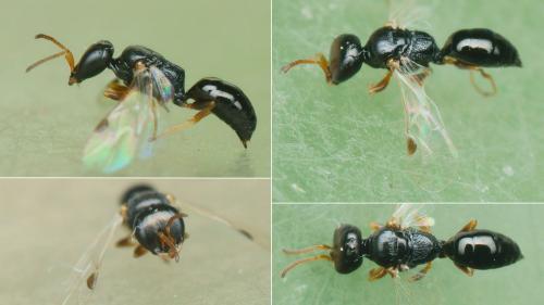 Réf. 264 253 : Spilomena mocsaryi